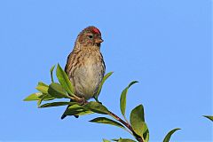 Common Redpoll